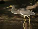      Egretta tricolor