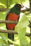 Slaty-tailed Trogon    