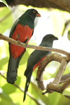 Slaty-tailed Trogon    Trogon massena