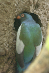 Slaty-tailed Trogon    Trogon massena