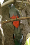 Slaty-tailed Trogon    Trogon massena