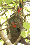      Trogon massena