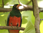 Slaty-tailed Trogon    