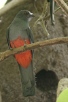 Slaty-tailed Trogon    Trogon massena