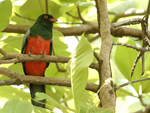 Slaty-tailed Trogon    