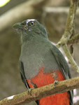 Slaty-tailed Trogon    