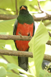 Slaty-tailed Trogon    Trogon massena