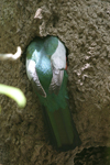 Slaty-tailed Trogon    