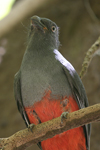 Slaty-tailed Trogon    Trogon massena