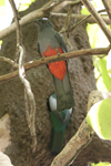 Slaty-tailed Trogon    