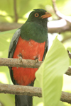 Slaty-tailed Trogon    