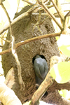 Slaty-tailed Trogon    Trogon massena