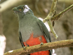 Slaty-tailed Trogon    Trogon massena