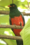 Slaty-tailed Trogon    