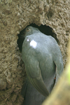 Slaty-tailed Trogon    Trogon massena