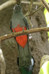 Slaty-tailed Trogon    