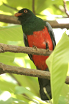 Slaty-tailed Trogon    