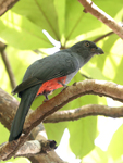 Slaty-tailed Trogon    