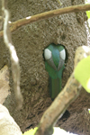      Trogon massena