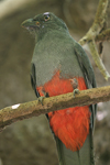 Slaty-tailed Trogon    