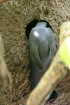 Slaty-tailed Trogon    Trogon massena