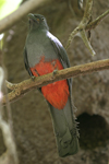 Slaty-tailed Trogon    Trogon massena