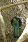 Slaty-tailed Trogon    