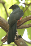 Slaty-tailed Trogon    