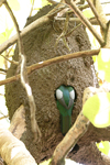 Slaty-tailed Trogon    