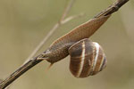 Turkish Snail   01.Helix lucorum