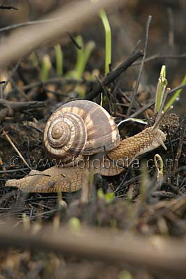     Helix lucorum