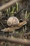Turkish Snail   Helix lucorum