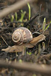 Turkish Snail   