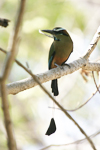 Turquoise-browed Motmot    Eumomota superciliosa