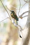 Turquoise-browed Motmot    Eumomota superciliosa