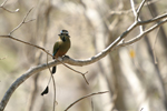 Turquoise-browed Motmot    