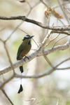 Turquoise-browed Motmot    Eumomota superciliosa