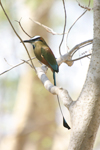 Turquoise-browed Motmot    Eumomota superciliosa