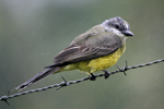 Tropical Kingbird    