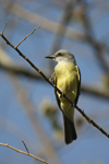 Tropical Kingbird    