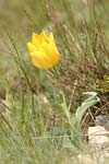 Urumov`s Tulip   Tulipa urumoffii