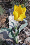 ФотоБиота – Тревисти растения - Урумово лале - Tulipa urumoffii ...