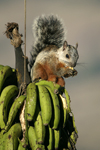 Variegated Squirrel    Sciurus variegatoides