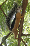 Variegated Squirrel    Sciurus variegatoides