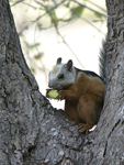 Variegated Squirrel    Sciurus variegatoides