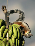 Variegated Squirrel    