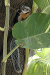 Variegated Squirrel    