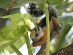 Variegated Squirrel    Sciurus variegatoides