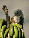 Variegated Squirrel    Sciurus variegatoides