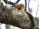 Variegated Squirrel    Sciurus variegatoides